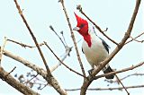 Red-crested Cardinalborder=